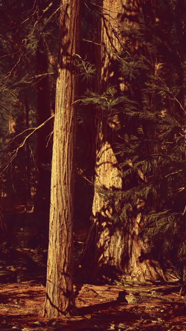 Al crepuscolo, alberi maestosi creano un'atmosfera di tranquillità nella foresta