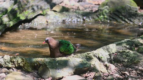 In-the-birdbath-shaking-its-body-and-wings-in-order-for-it-to-cleanup,-Chalcophaps-indica,-Grey-capped-Emerald-Dove,-Thailand