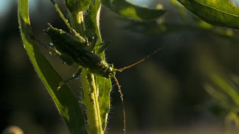 saltamontes verdes en un tallo de planta