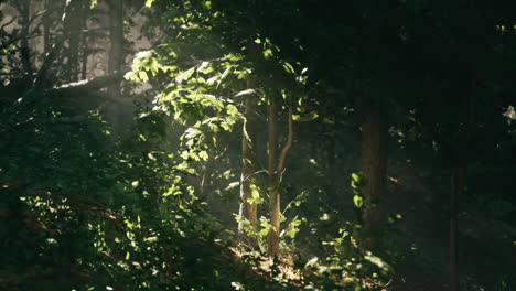 soft sunlight filters through leaves in a tranquil forest during the morning