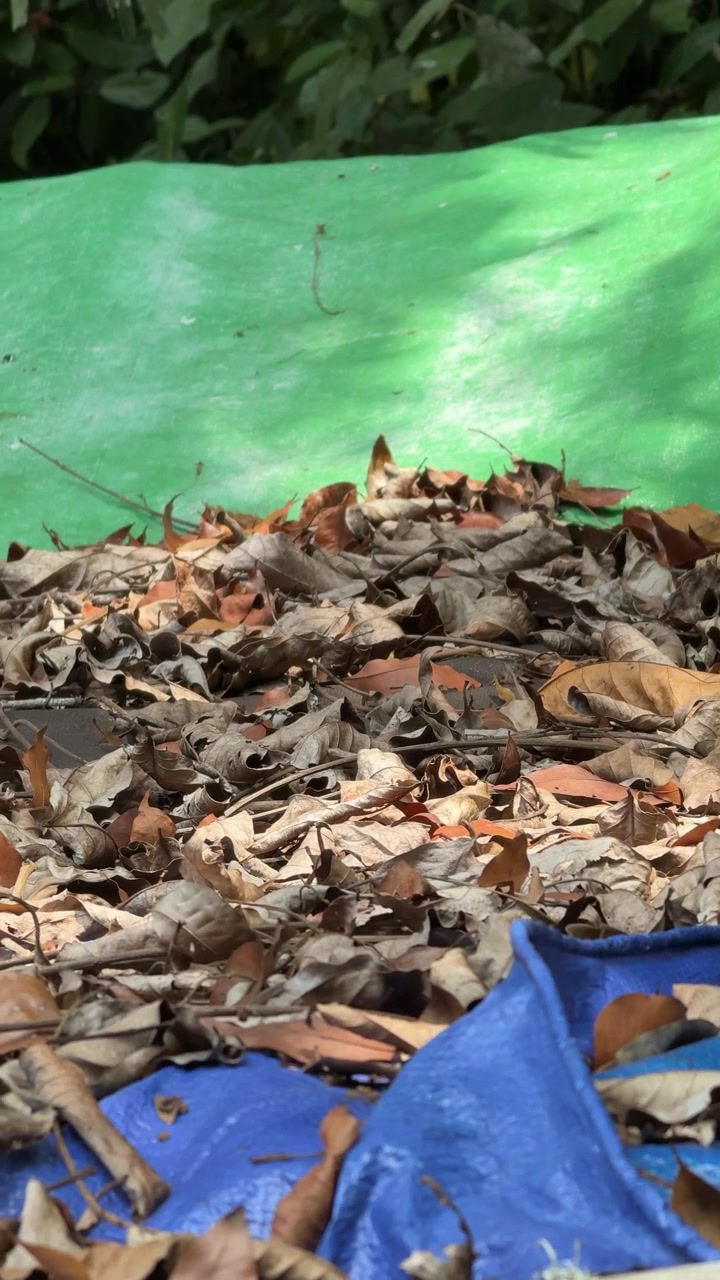 Dry Brown Leaves Scattered on Blue and Green Tarps