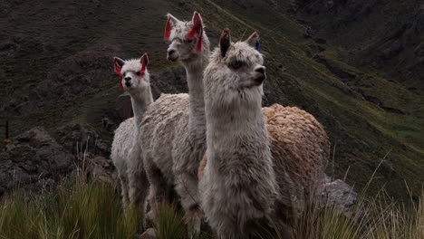 llamas in peru runing in nature