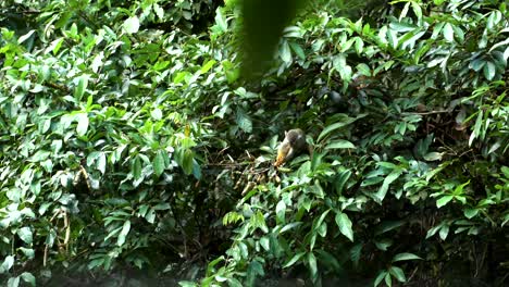 mono ardilla alimentándose de fruta blanca en el amazonas