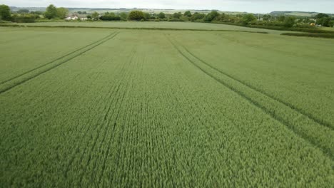 Antena-Lenta-Sobre-Campo-De-Cultivo-De-Trigo-Verde-En-Tierras-Agrícolas-Rurales