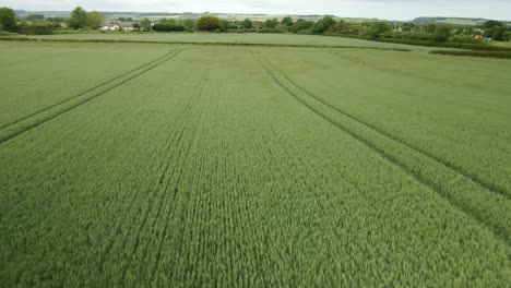 slow aerial over green wheat crop field on rural agricultural land