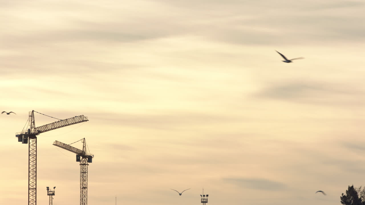 grúas con gaviotas volando durante la puesta de sol en hora dorada