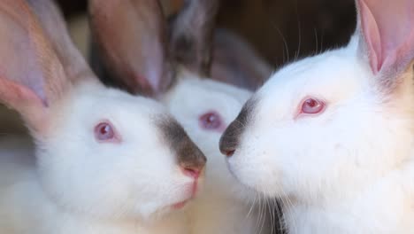 close-up of several white albino rabbits with pink eyes