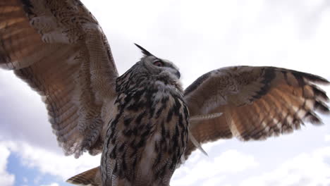 eurasian eagle owl against cloudy sky