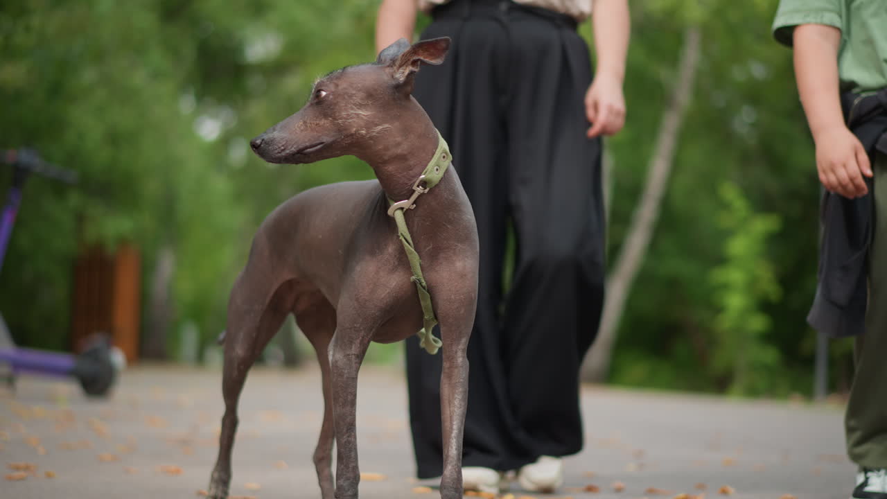 Dog Walking With Two People Along TreeLined Path, Lean Dog Leads On Green Leash Between Casual Walkers Pavement Underfoot, Scooter In Background, Dog Sniffs And Explores While Walkers Chat And Move