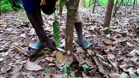 toma estática de un hombre local cortando un pequeño trozo del tronco del árbol de canela