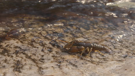 crawdad o cangrejos de río caminando hacia un arroyo de agua dulce