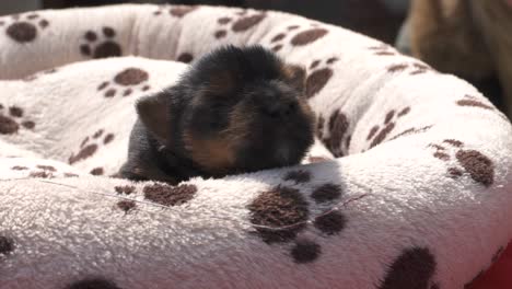 Cachorro-De-Pura-Raza-De-Yorkshire-Terrier-Recién-Nacido-Con-Los-Ojos-Cerrados