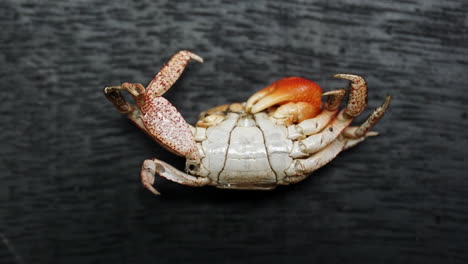 zoom in on molted male crab shell showing narrow apron on abdomen