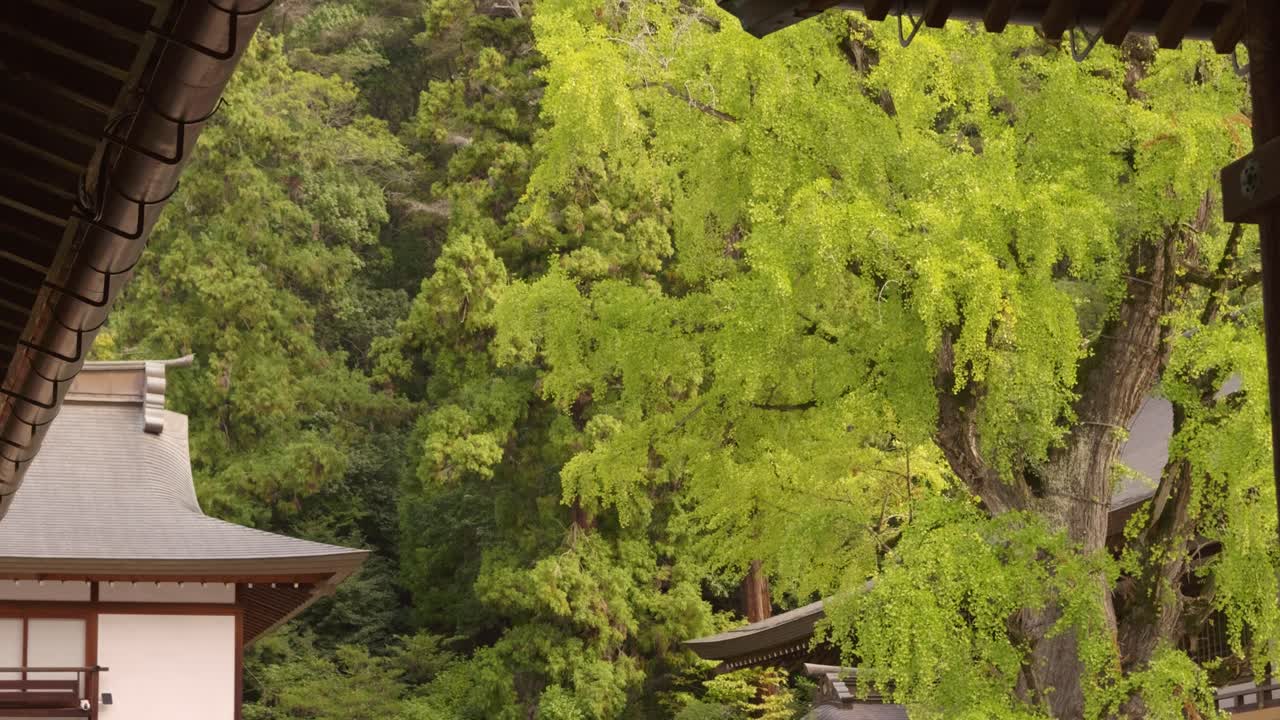 Slow cinematic push in reveal at Japanese shrine with tall ginko tree