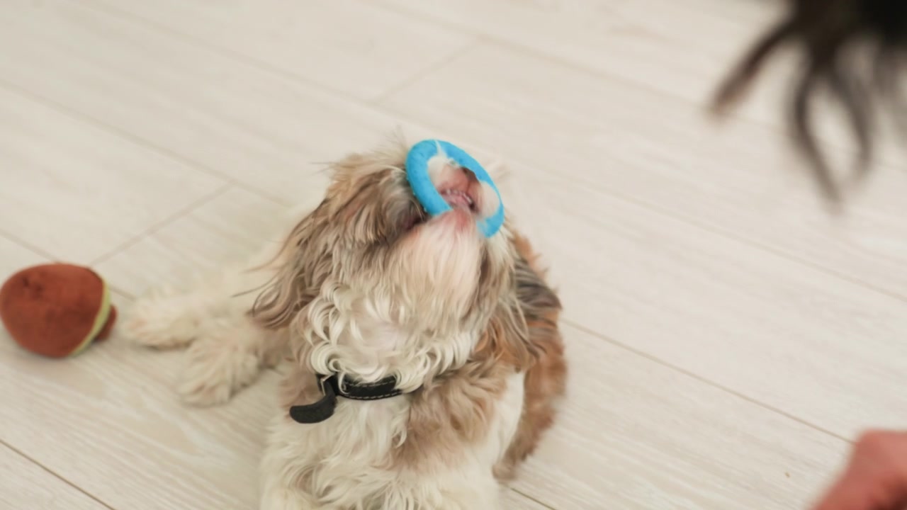 Adorabile cucciolo di Shih Tzu che gioca con un anello giocattolo blu