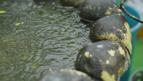 Raindrops-create-ripples-in-a-small-stone-bordered-pond