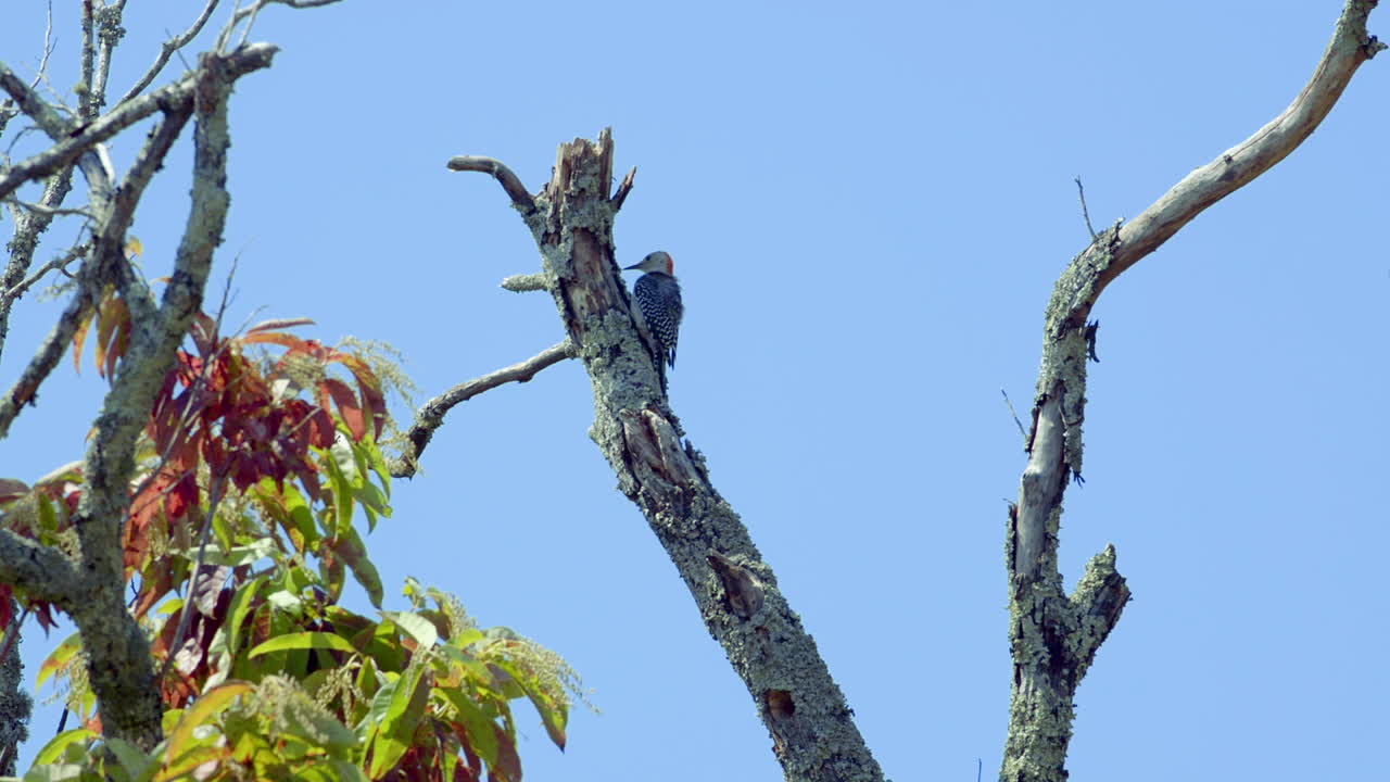 나무 줄기와 가지에 붉은 배 딱따구리