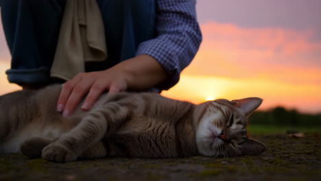 person petting a cat at sunset