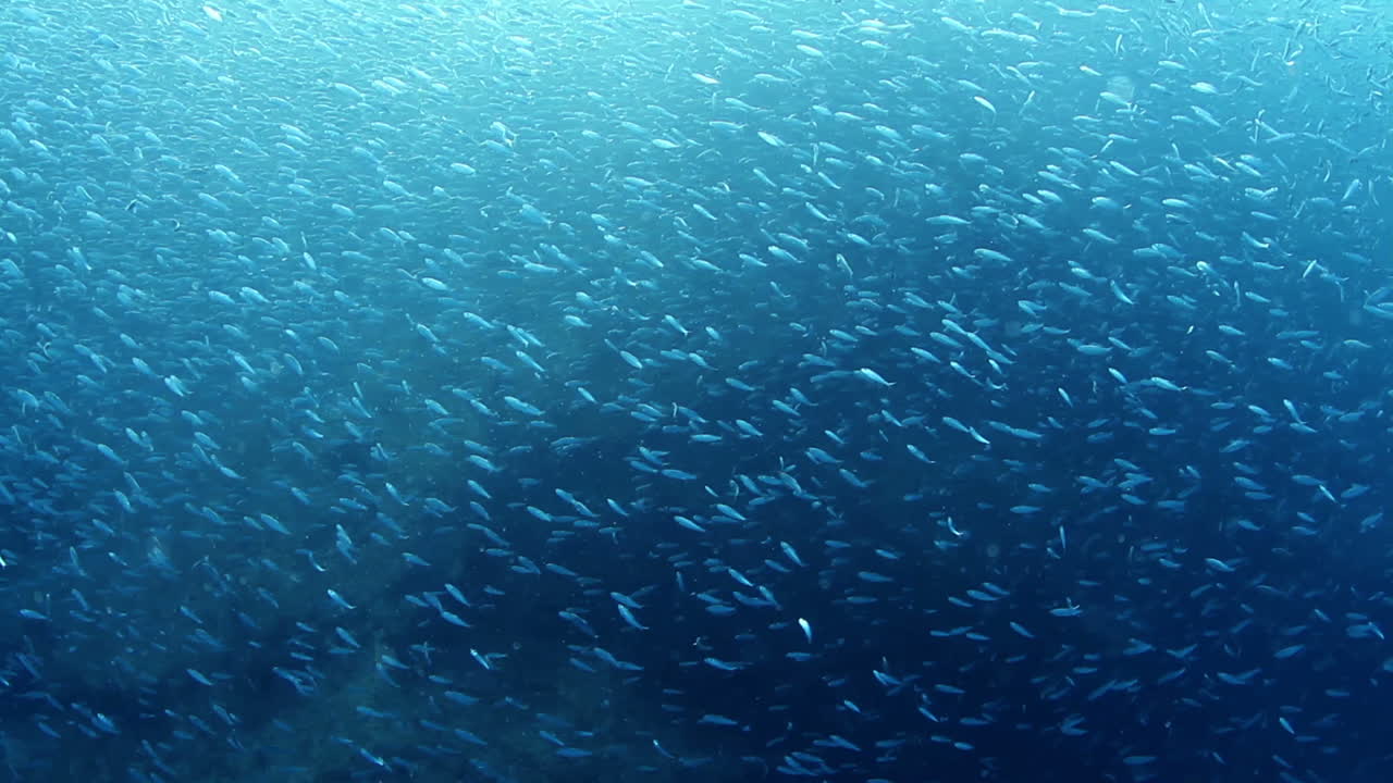 멕시코 다이빙 0 32