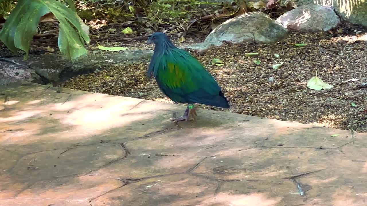 A vibrant pigeon walks along a shaded stone path surrounded by foliage and rocks.
