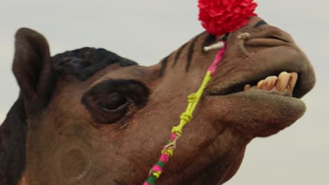 Camels-at-the-Pushkar-Fair,-also-called-the-Pushkar-Camel-Fair-or-locally-as-Kartik-Mela-is-an-annual-multi-day-livestock-fair-and-cultural-held-in-the-town-of-Pushkar-Rajasthan,-India.