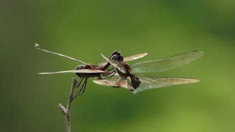 dragonfly mating uhd mp4 4k