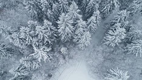 pine trees in the forest covered with snow in winter