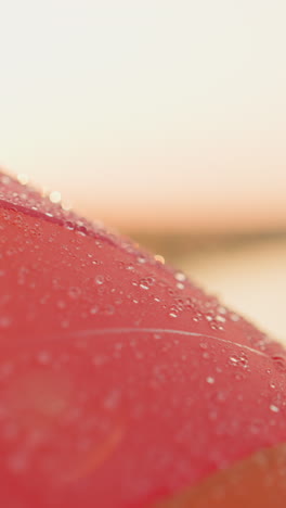 multicolored umbrella under spring rainfall closeup. colorful parasol radiates joy offering respite from gloominess of weather. brightness and warmth