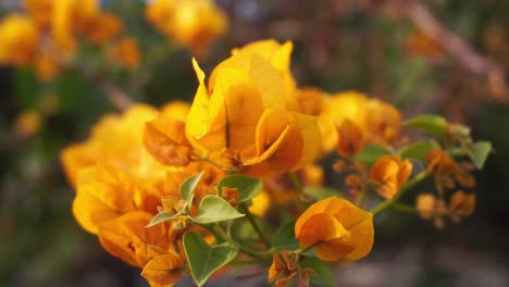 bougainvillea blooms on trees in early spring