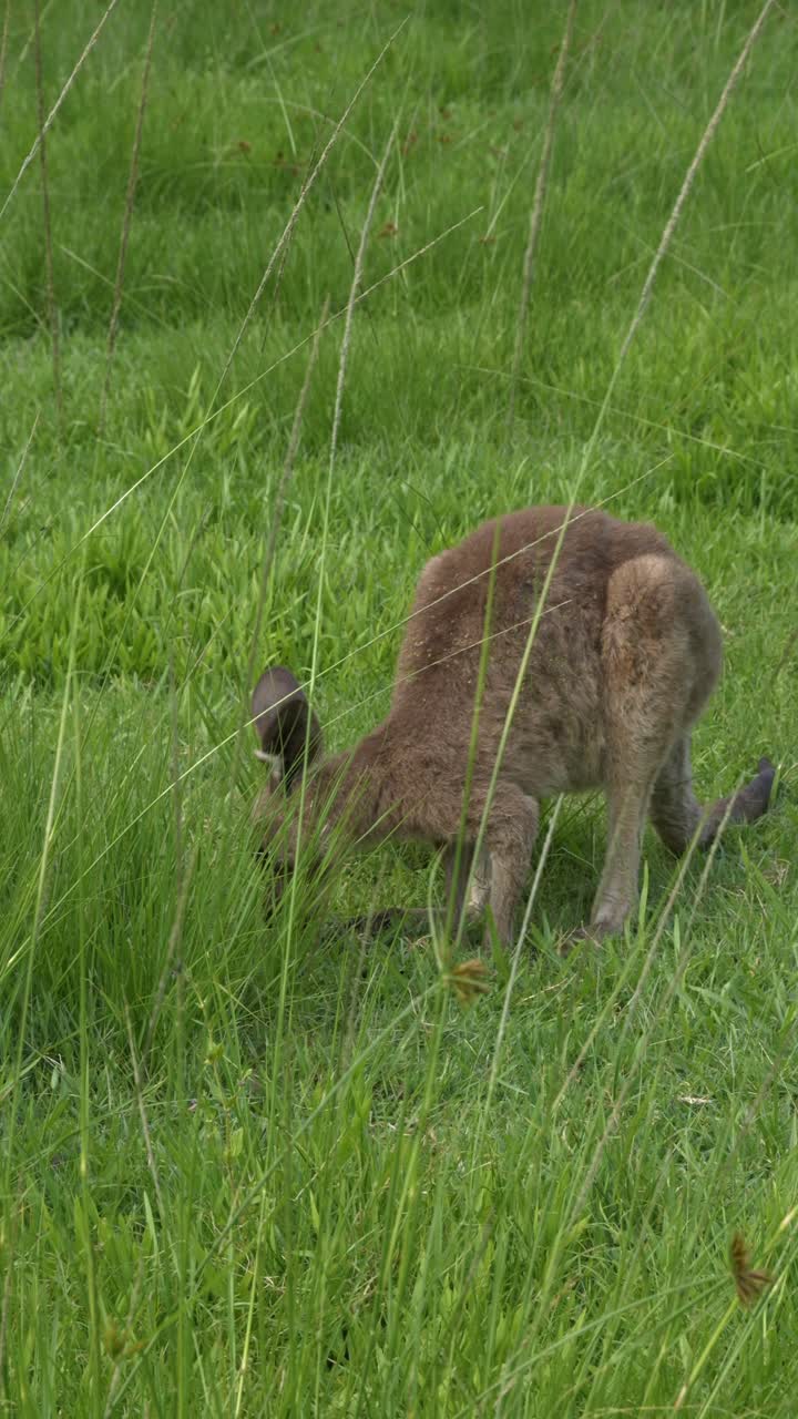 Eastern Grey Kangaroo Grazing On Green Grass On Meadow In Gold Coast, Queensland. vertical shot