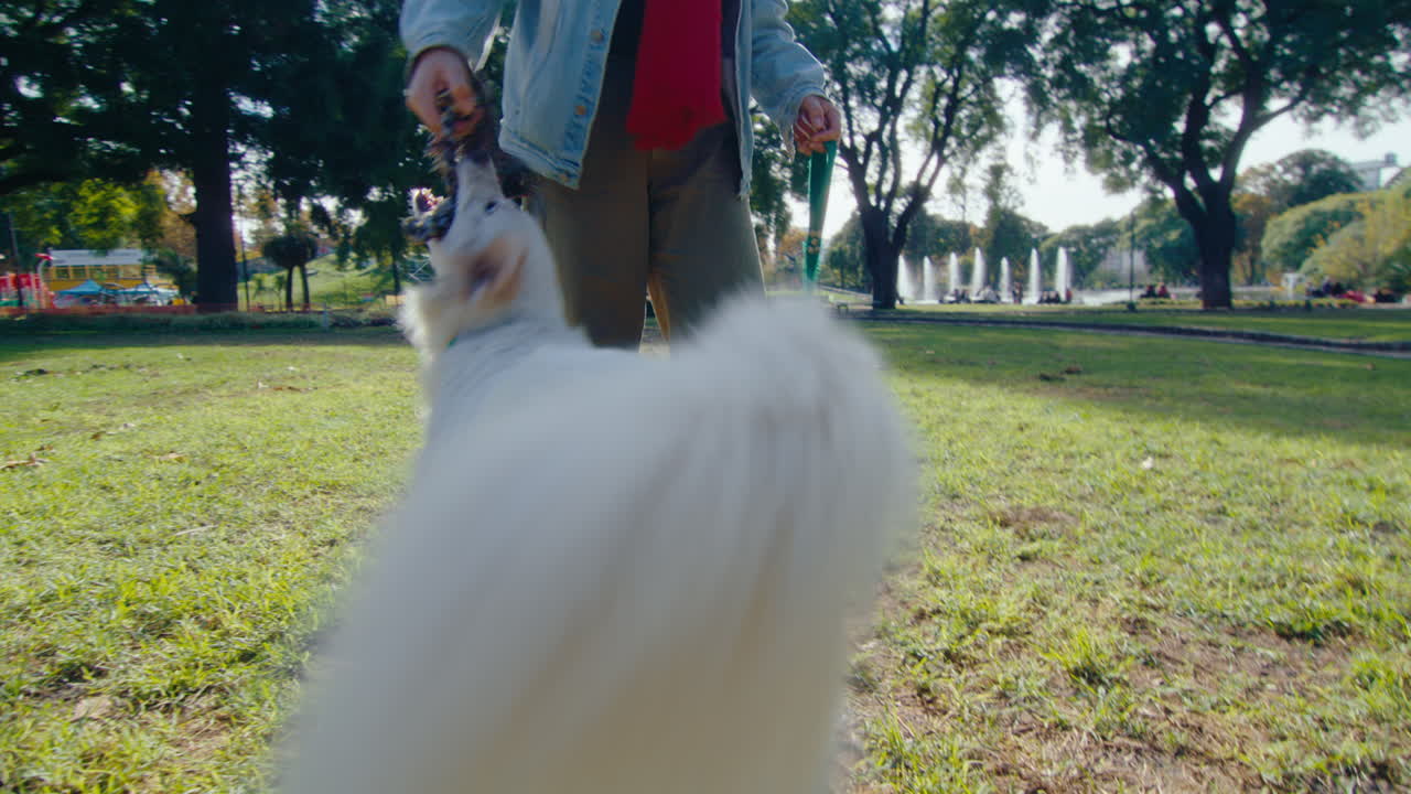 Excited Dog Playing Tug-Of-War with Female Owner in the Park
