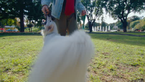 excited dog playing tug-of-war with female owner in the park