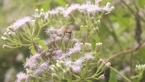 bees are collecting honey from wild flowers