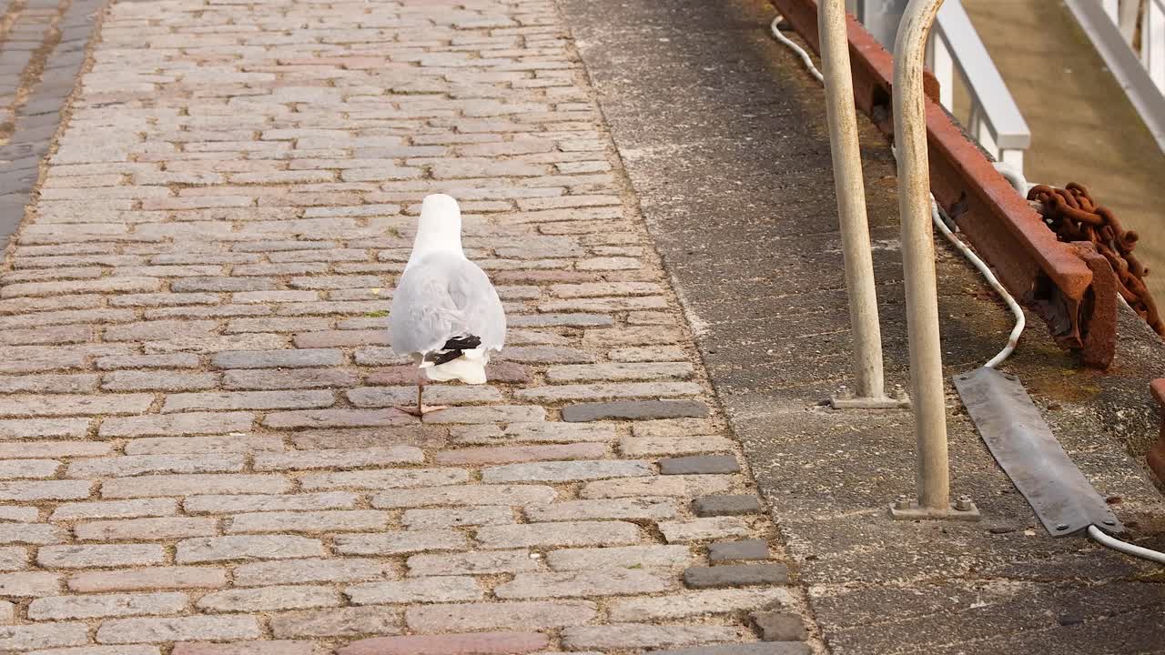 Seagull walking along a pier in Fife