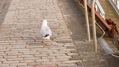 Seagull walking along a pier in Fife
