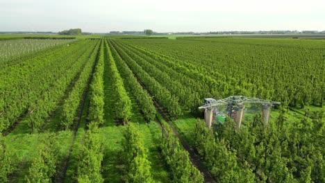 un jardinero conduce su tractor a través de su huerto de peras y rocia productos de protección de cultivos en los países bajos