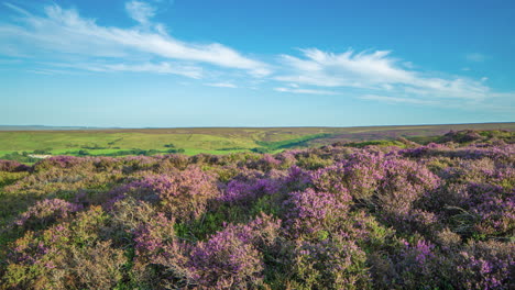 North-York-Moors-Heather-Timelapse,-Tomado-En-Verano-Por-Encima-De-Lealholm,-Hacia-Glaisdale-Dale