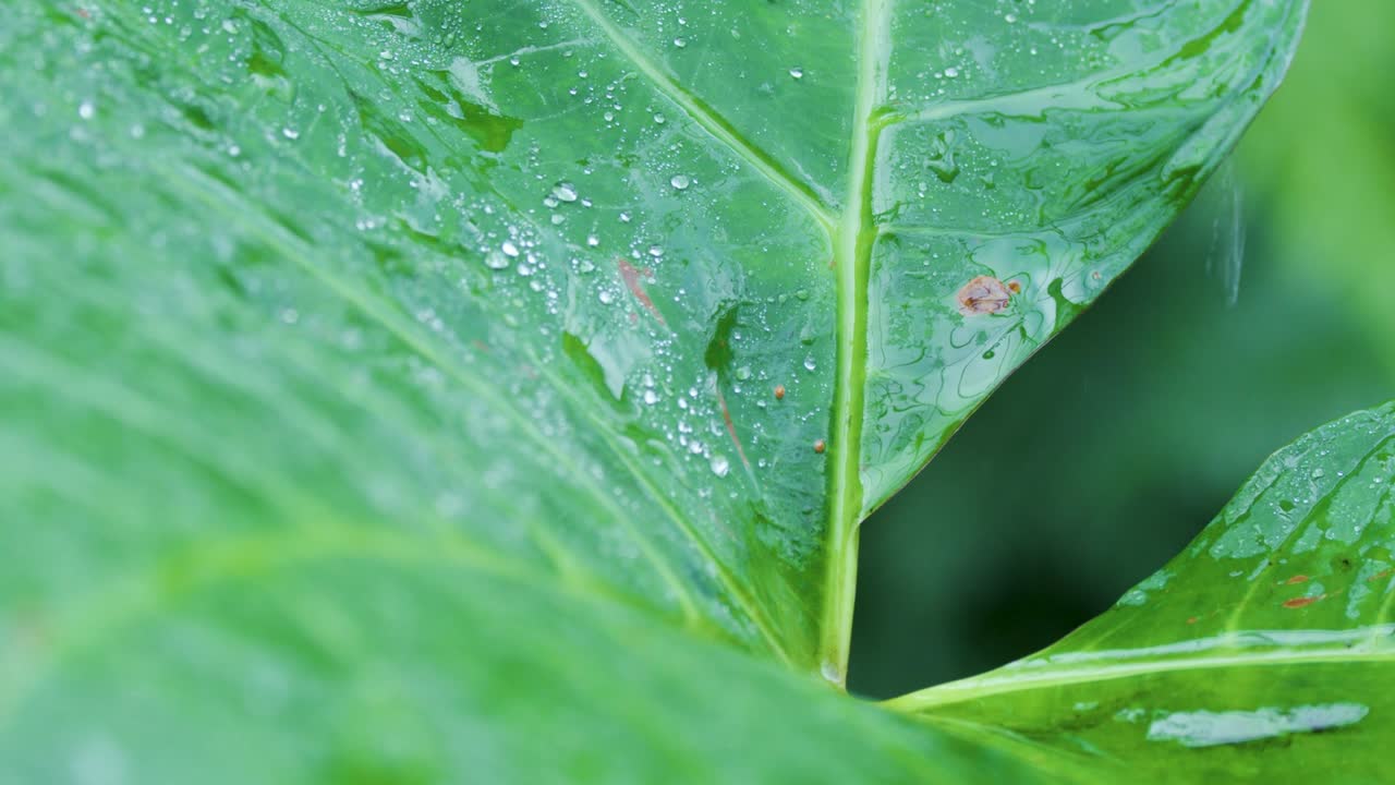 Primer plano de gotas de agua posadas sobre una hoja verde grande y texturizada durante la lluvia.