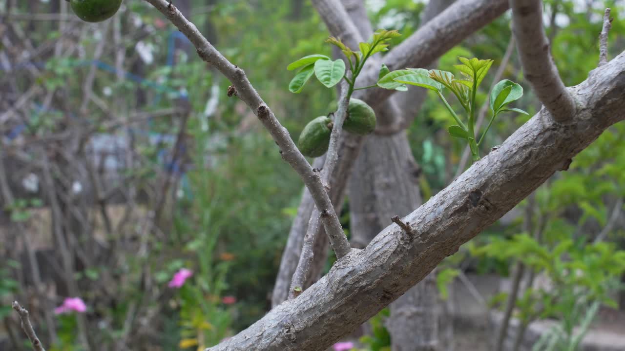 Ripe Jocote Fruits in Wooden Crate, Tropical Agriculture from Honduras