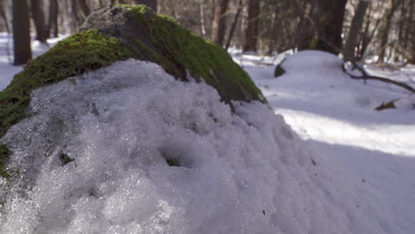 imágenes de un hermoso bosque de pinos nevados en las montañas durante el invierno