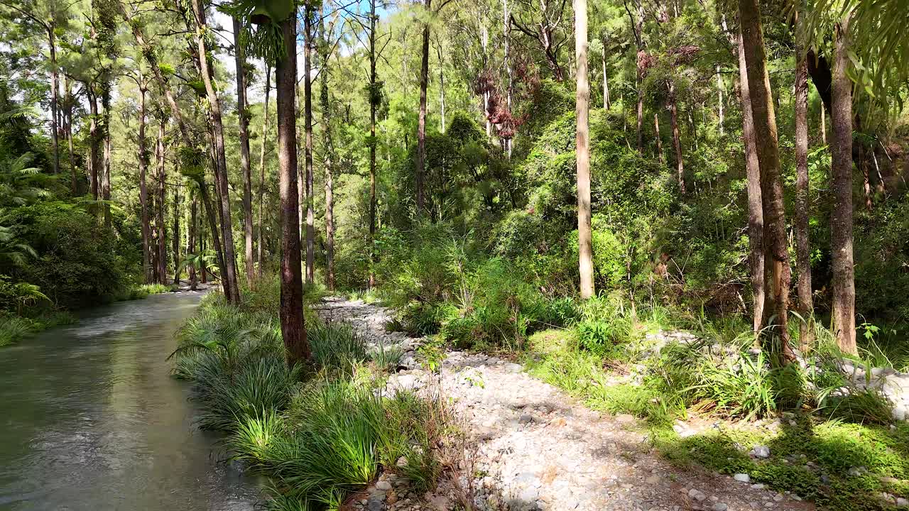 A tranquil forest stream flows through lush greenery in Bellingen, NSW, under natural daylight, creating a peaceful and serene atmosphere