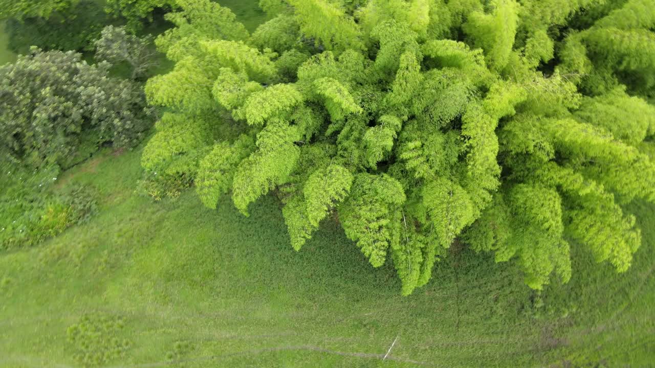 콜롬비아의 강, 나무, 동물 및 자연