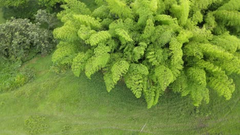 ríos, árboles, animales y naturaleza de colombia