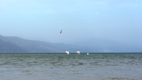 grupo de flamencos cavando en el lecho del lago sobre aguas poco profundas del lago ohrid