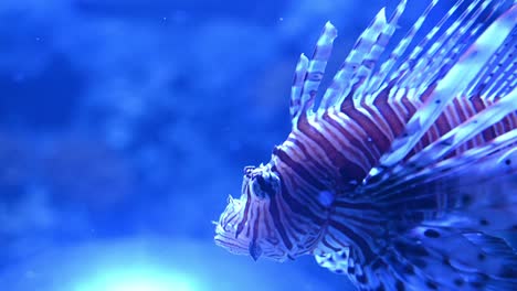 foto macro de pez león rojo buceando bajo la iluminación bajo la luz de neón azul