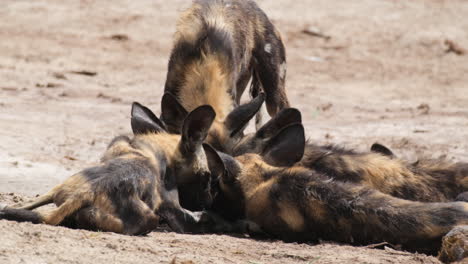 Manada-De-Perros-Salvajes-Africanos-Hurgando-En-Un-Trozo-De-Carne-En-El-Suelo