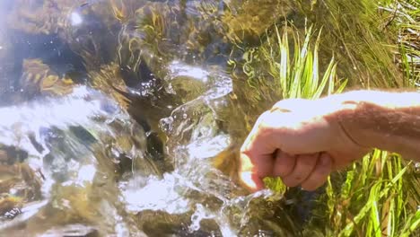 releasing a brown trout in slow motion