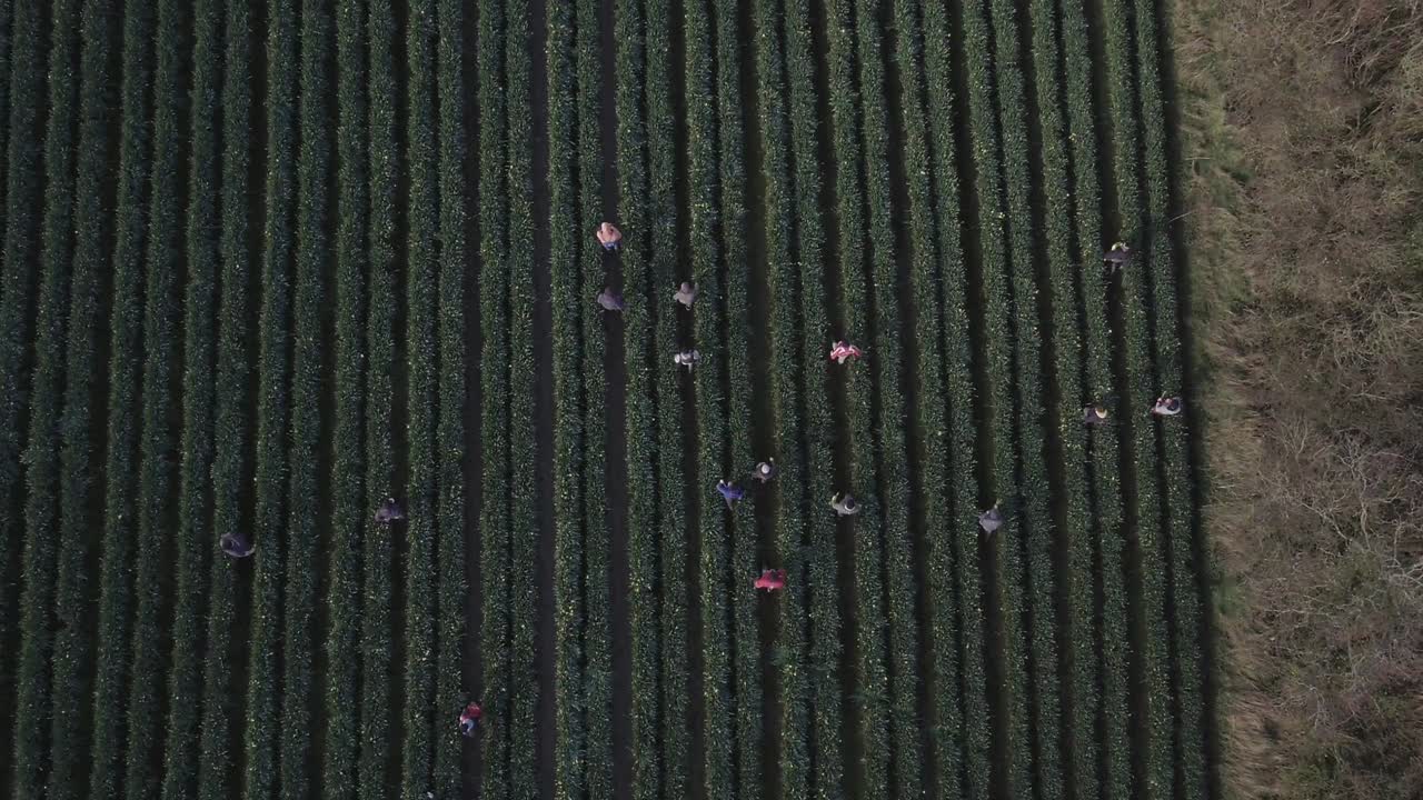 Exposing the luscious green field of a daffodil farm, this aerial footage pans over the group of farmers as they walk through the row crop.
