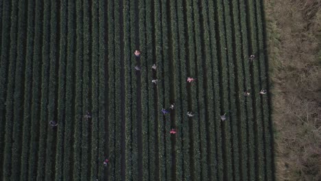 exposing the luscious green field of a daffodil farm, this aerial footage pans over the group of farmers as they walk through the row crop.