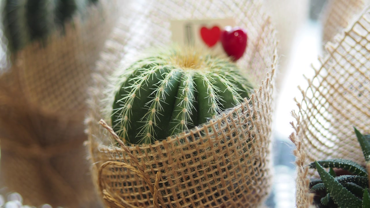 Decorative Cactus Plant in Burlap Pot with Red Hearts